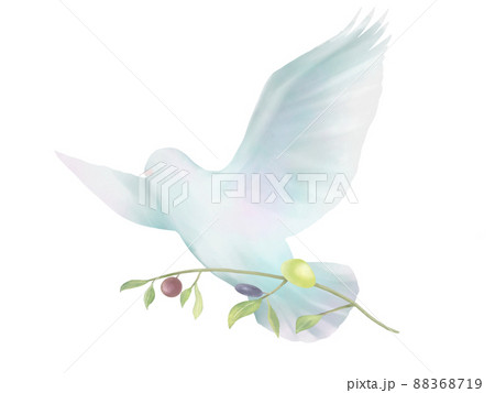 ハト 鳥 白鳩 平和のイラスト素材