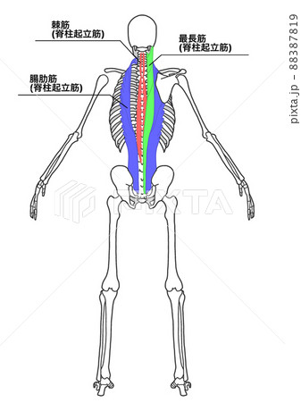 人体 骨格 全身 骨のイラスト素材
