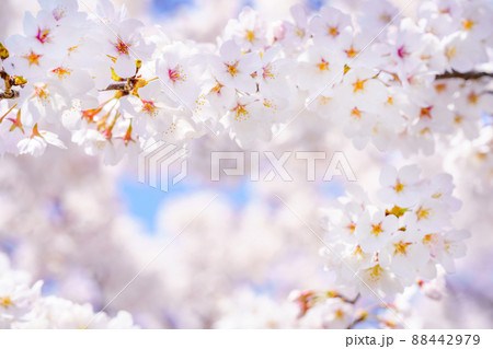 高画質 風景 写真 桜の写真素材