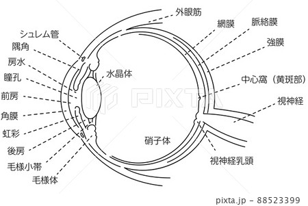 解剖学 目 眼 図のイラスト素材 - PIXTA