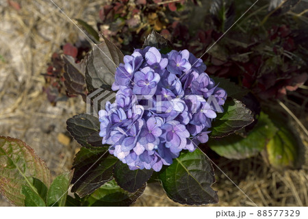 7月１日の誕生花の写真素材