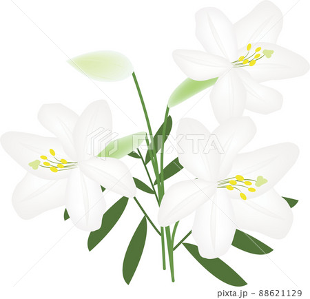 花 百合 植物 花瓶のイラスト素材