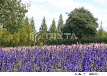 花畑 ラベンダー畑 世羅町の写真素材