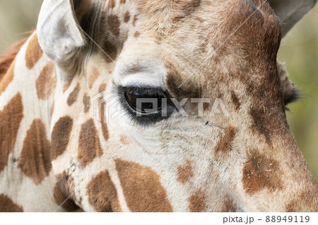 キリン 横顔 表情 可愛いの写真素材