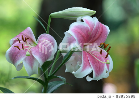 フランスの国花の写真素材