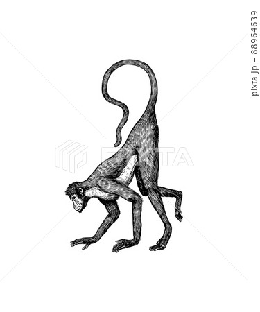 シルエット 猿 サル 動物の写真素材