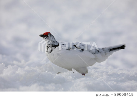 雷鳥 かわいい 冬 雪 可愛いの写真素材