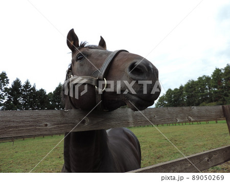 馬のいる景色の写真素材 - PIXTA