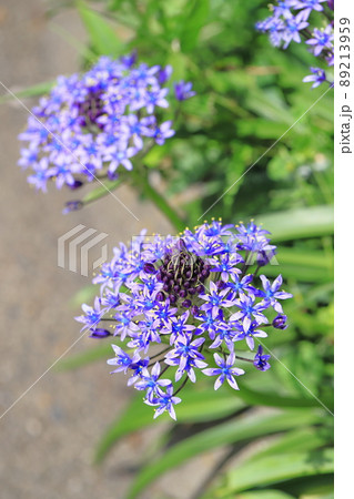 紫色のつる花の写真素材