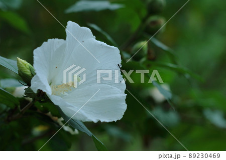 韓国国花 ムクゲの写真素材