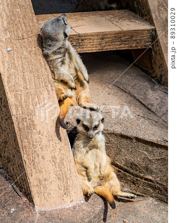 ミーアキャット 動物 哺乳類 陸上動物の写真素材