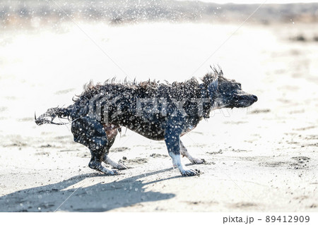 ぶるぶる 犬の写真素材