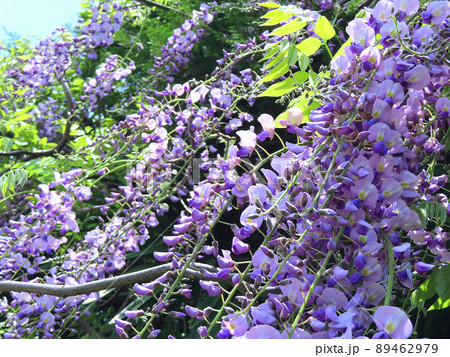 山藤の花の写真素材 - PIXTA