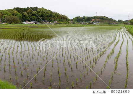 田植えを終えた水田のイメージ