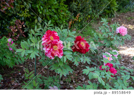 立てば芍薬 座れば牡丹 歩く姿は百合の花の写真素材 - PIXTA