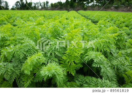 収穫を控えた人参畑のイメージ