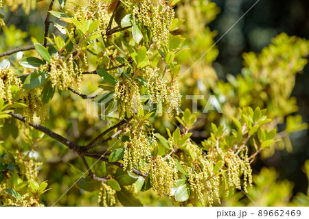 樫の若葉の写真素材