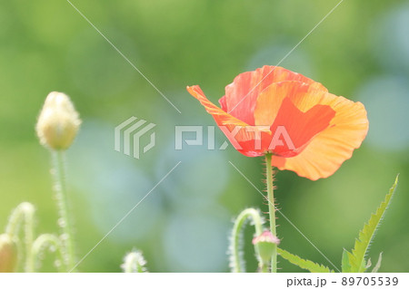コクリコ 植物 花の写真素材