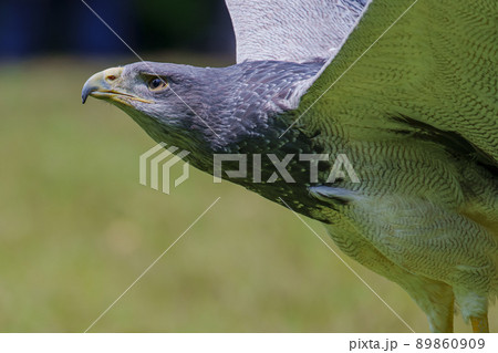 肉食の鳥の写真素材