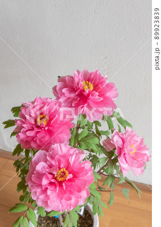 立てば芍薬座れば牡丹歩く姿は百合の花の写真素材 - PIXTA