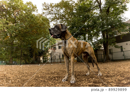 超大型犬の写真素材