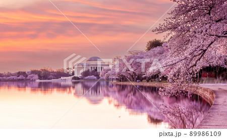 夕方の桜並木 | GANREF