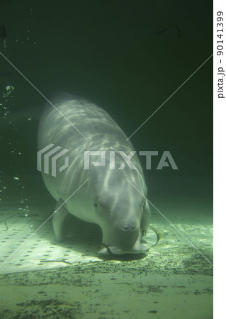 水族館 鳥羽水族館 ジュゴン 水中の写真素材