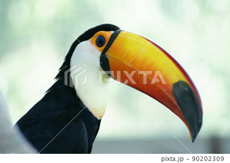 オニオオハシ 鳥類 黒色 鳥の写真素材 - PIXTA