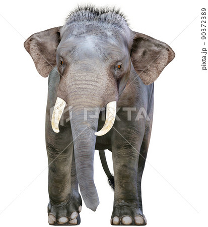 インド象のイラスト素材