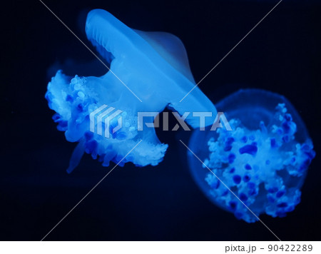 クラゲ 軟体動物 透明 かわいいの写真素材