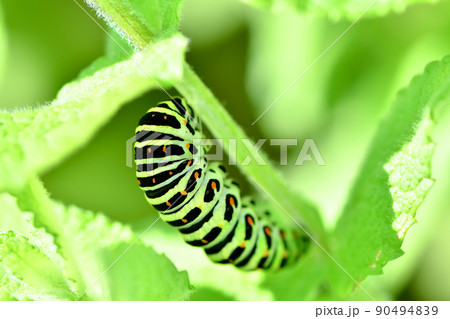 芋虫の写真素材