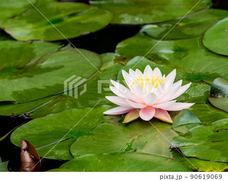 100％本物 池 植物 睡蓮 葉の写真素材 - PIXTA タイヤ・ホイール