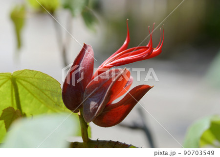 悪魔の花の写真素材