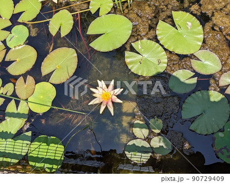池 植物 睡蓮 葉の写真素材 - PIXTA