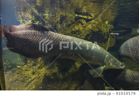 ピラルク ピラルクー アロワナ 古代魚の写真素材 - PIXTA