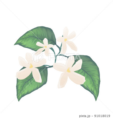 ジャスミン画像 12,370 ジャスミン Stock Photos, High-Res Pictures, and