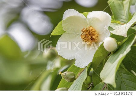 シャラの花の写真素材