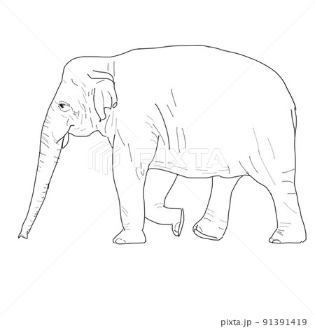 象 イラスト 横向き 白色 動物の写真素材