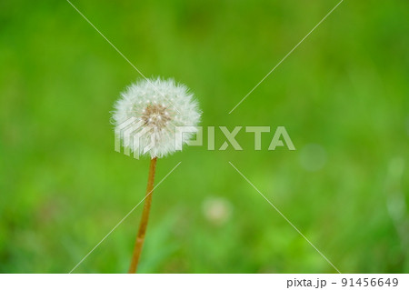 雑草 植物 綿毛 白い綿毛の写真素材