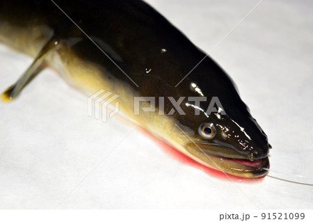 鰻 うなぎ 川 釣りの写真素材 - PIXTA