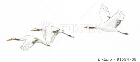 タンチョウのイラスト素材