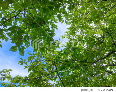 自然の恵み：新緑の緑と青い空