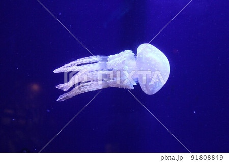 クラゲ 軟体動物 透明 かわいいの写真素材