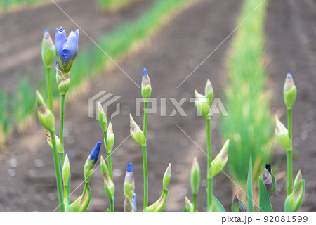 ハナショウブのイメージ