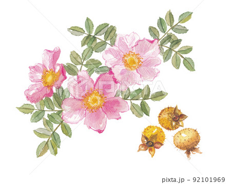 バラ 薔薇 花 蕾のイラスト素材