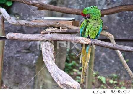 緑のオウムの写真素材