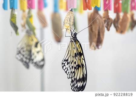 蛹 オオゴマダラ 蝶 変態の写真素材