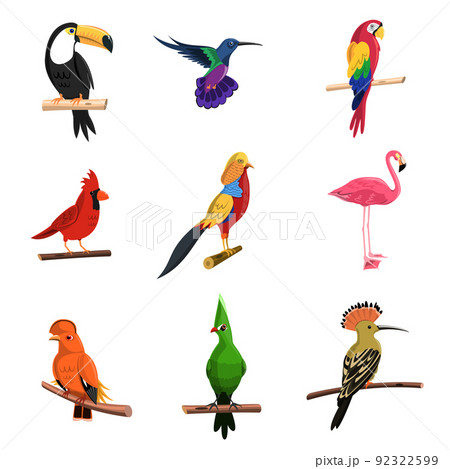 オウム目のイラスト素材