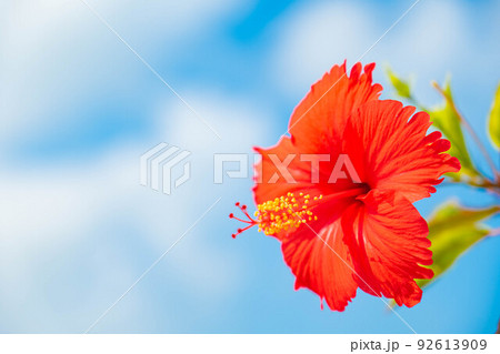 花 青空 沖縄 赤い花の写真素材
