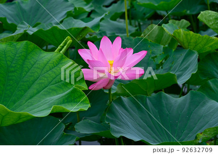 31ページ目 | ハスの葉の写真素材 - PIXTA